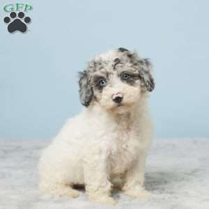 Abby, Miniature Poodle Puppy